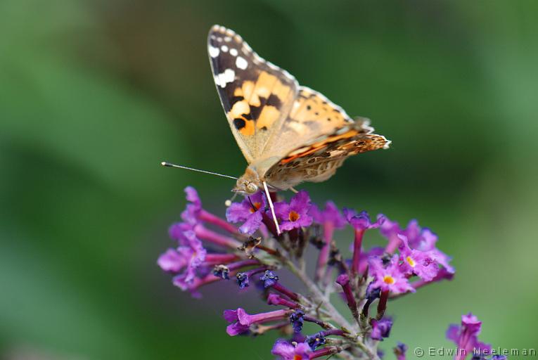 ENE-20090714-0271.jpg - [nl] Distelvlinder ( Cynthia cardui )[en] Painted Lady ( Cynthia cardui )